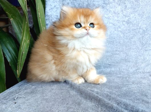 Irkının En Güzelleri British Longhair Golden Yavrularımız görsel