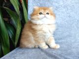 Irkının En Güzelleri British Longhair Golden Yavrularımız
