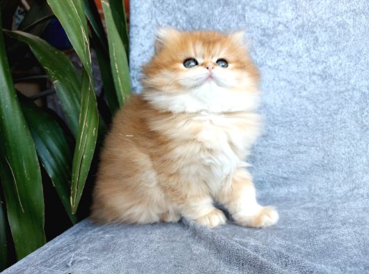 Irkının En Güzelleri British Longhair Golden Yavrularımız görsel