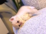 British Shorthair  Golden