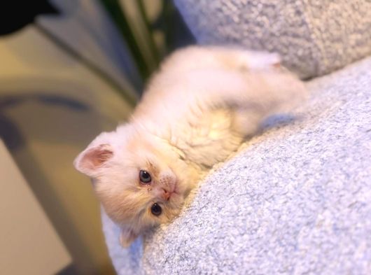 British Shorthair  Golden görsel
