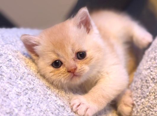 British Shorthair  Golden görsel