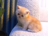 British Shorthair  Golden