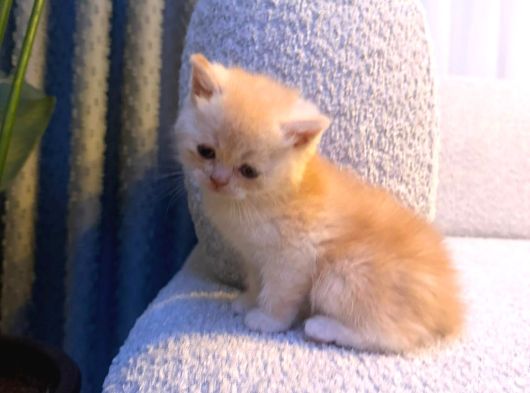 British Shorthair  Golden