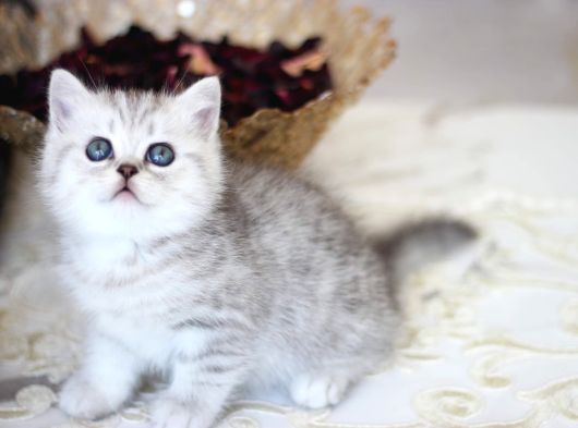 Safkan  Yavrularımız Yeni Sahiplerini Arıyor görsel