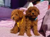 Orjinal Toy Poodle Yavrularımızz