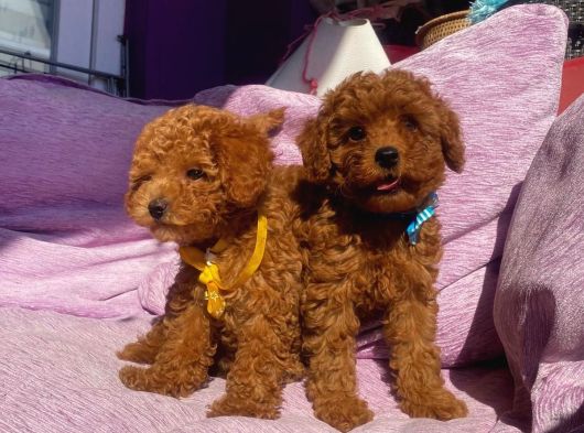 Orjinal Toy Poodle Yavrularımızz görsel