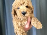 mİNİ BOY MALTIPOO OĞLUMUZ