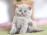 Özel Rengiyle Lilac British Shorthair yavrumuz