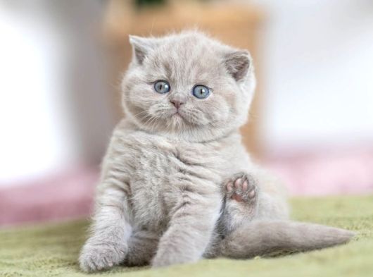 Özel Rengiyle Lilac British Shorthair yavrumuz