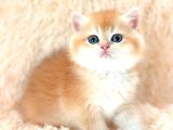 Altın Gibi Parlayan Golden British Shorthair