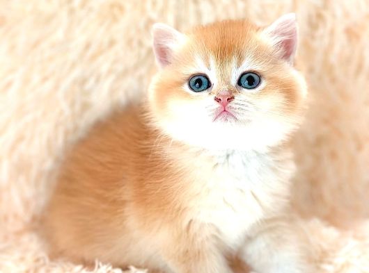 Altın Gibi Parlayan Golden British Shorthair