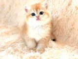 Altın Gibi Parlayan Golden British Shorthair