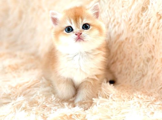Altın Gibi Parlayan Golden British Shorthair görsel