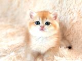 Altın Gibi Parlayan Golden British Shorthair
