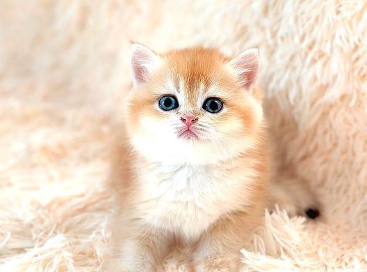 Altın Gibi Parlayan Golden British Shorthair görsel