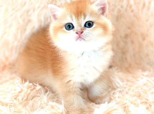 Altın Gibi Parlayan Golden British Shorthair görsel