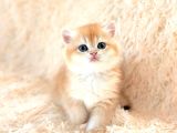 Altın Gibi Parlayan Golden British Shorthair