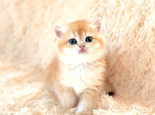 Altın Gibi Parlayan Golden British Shorthair görsel