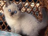 Masmavi Gözleriyle Çikolata Point British Shorthair