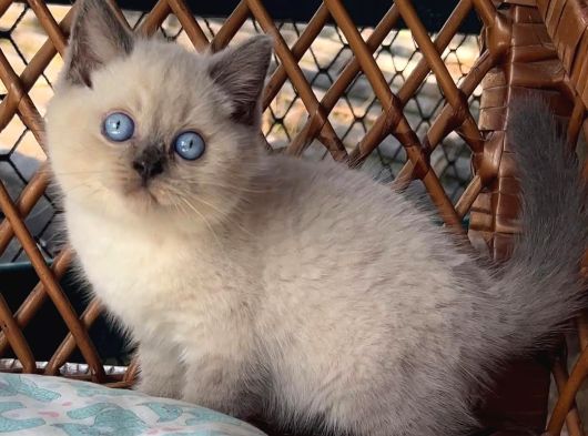 Masmavi Gözleriyle Çikolata Point British Shorthair görsel