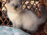 Masmavi Gözleriyle Çikolata Point British Shorthair