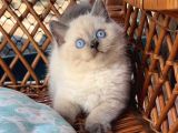 Masmavi Gözleriyle Çikolata Point British Shorthair
