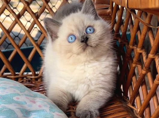 Masmavi Gözleriyle Çikolata Point British Shorthair