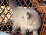Masmavi Gözleriyle Çikolata Point British Shorthair