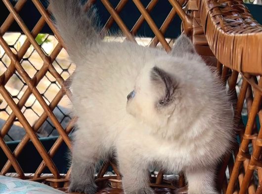 Masmavi Gözleriyle Çikolata Point British Shorthair görsel