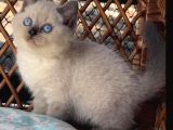 Masmavi Gözleriyle Çikolata Point British Shorthair