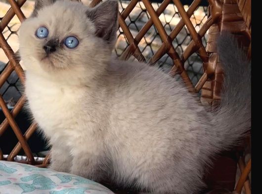 Masmavi Gözleriyle Çikolata Point British Shorthair görsel