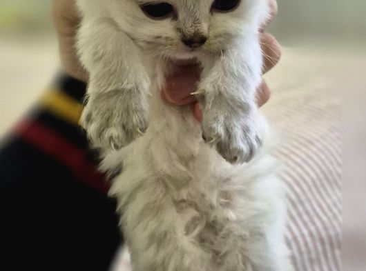 British Longhair görsel
