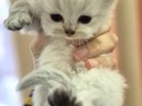 British longhair