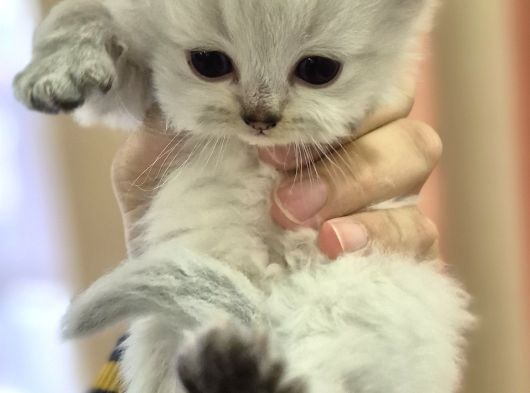 British Longhair