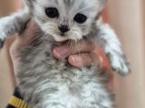 British Longhair