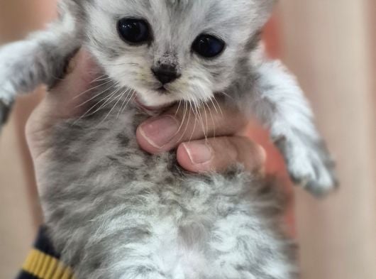 British Longhair görsel