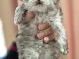 British Longhair
