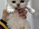 British Longhair