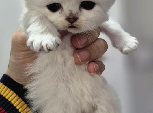 British Longhair görsel