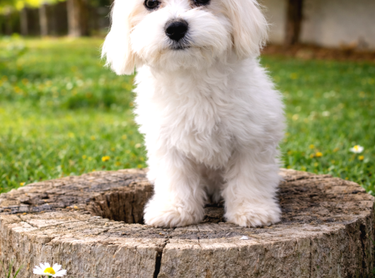 Maltese Yavrularımız görsel
