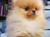 Orijinal Teddy Bear Mini Pomeranian  3 Aylık  Özel Yavru