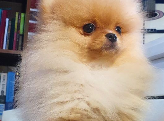 Orijinal Teddy Bear Mini Pomeranian  3 Aylık  Özel Yavru görsel