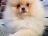 Orijinal Teddy Bear Mini Pomeranian  3 Aylık  Özel Yavru