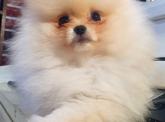 Orijinal Teddy Bear Mini Pomeranian  3 Aylık  Özel Yavru