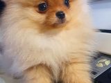 Orijinal Teddy Bear Mini Pomeranian  3 Aylık  Özel Yavru
