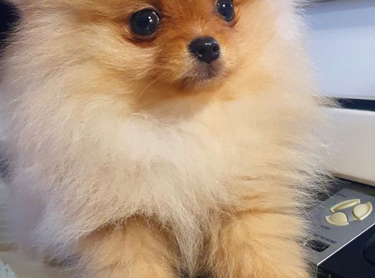Orijinal Teddy Bear Mini Pomeranian  3 Aylık  Özel Yavru görsel