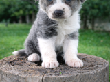 A Kalite Irk Garantili Border Collie Yavruları