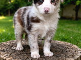 A Kalite Irk Garantili Border Collie Yavruları