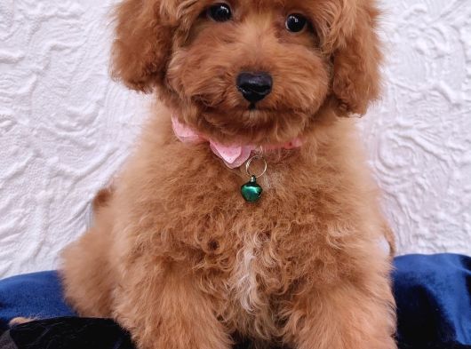 Toy Poodle Yavrularımız görsel